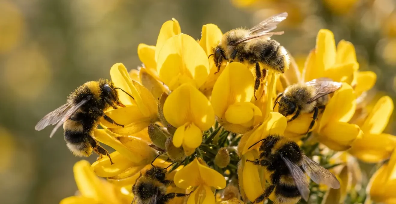 Abeilles et bourdons butinant les fleurs jaunes d'ajonc en gros plan