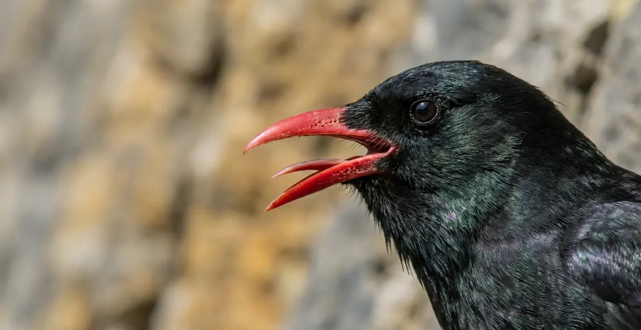 Gros plan sur le bec rouge d'un crave en train de crier sur une paroi rocheuse