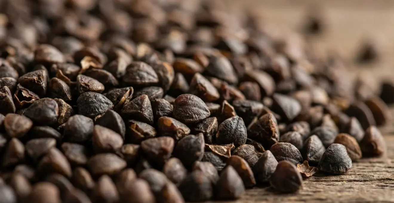 Gros plan sur des grains de blé noir de Bretagne avec leur texture caractéristique