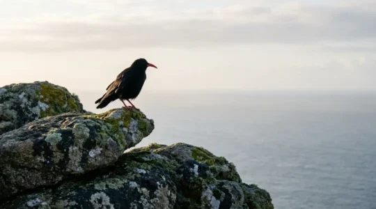 Crave à bec rouge posé sur une falaise rocheuse bretonne avec vue sur l'océan