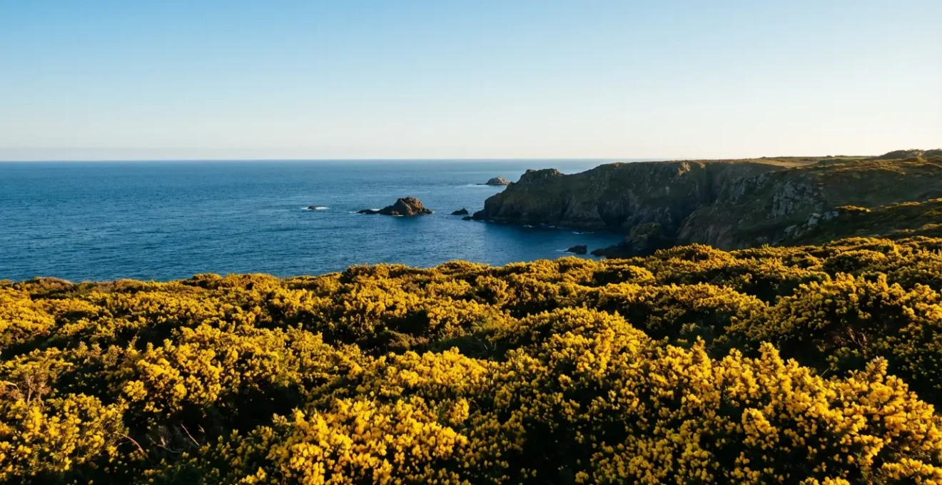 Paysage côtier de la presqu'île de Crozon au printemps avec ajoncs en fleurs jaune éclatant