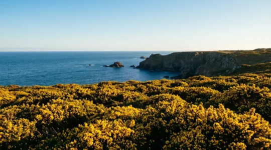 Paysage côtier de la presqu'île de Crozon au printemps avec ajoncs en fleurs jaune éclatant